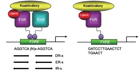 Obr. 8 Schématické znázornění vazby farnesoidního X receptoru (FXR) na responzivní element (FXRE) ve formě heterodimeru s retinoidním X receptorem α (RXRα) a ve formě monomeru.
