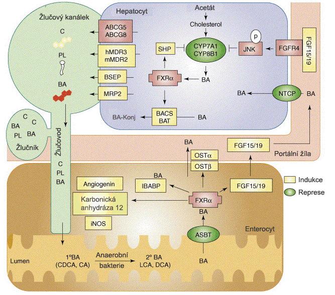 Obr. 25 Schématické znázornění enterohepatální cirkulace žlučových kyselin. Je vyznačena syntéza cholesterolu (C) a jeho následná konverze na žlučové kyseliny (BA).