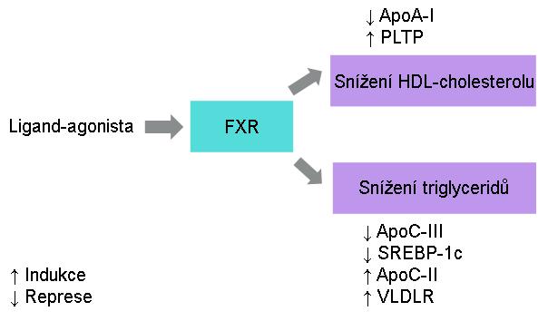 (ApoC-III); vede k indukci exprese VLDLR (z angl. very low density lipoprotein receptor) receptoru pro lipoproteiny o velmi nízké hustotě VLDL (z angl.