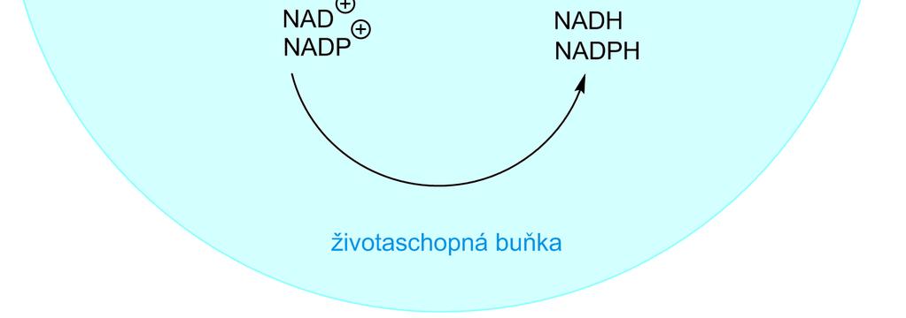 (oxidovaný nikotinamid adenin dinukleotid fosfát), NADH (redukovaný