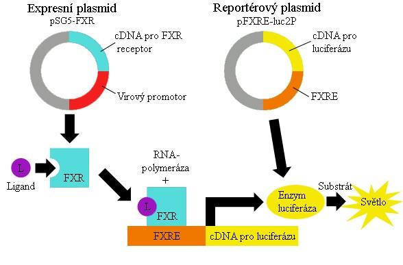 receptor je ligandy-agonisty aktivovaný transkripční faktor, který se spolu s RNA-polymerázou váže do specifických promotorových sekvencí FXRE (z angl. FXR-responsive elements).
