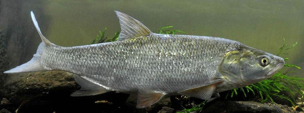 Zjištění stavu populací bolena dravého a sekavce říčního v EVL údolních nádržích Zhotovitel: Biologické Centrum AVČR, v.v.i. Hydrobiologický ústav Bolen dravý (Leuciscus aspius) EVD (př.