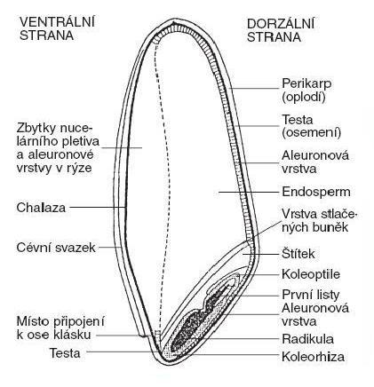 složitých zásobních látek, významných pro klíčení a tvorbu extraktu (Zimolka, a kol., 2006). Endosperm tvoří největší část obilky. Vnější vrstva, tzv. aleuronová, je umístěna přímo pod osemením.