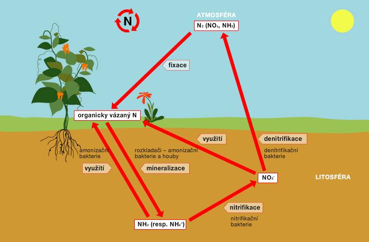Fixace mikrobiologická, se rozděluje na volnou a symbiotickou. Jedná se o redukci dusíku na amoniak.