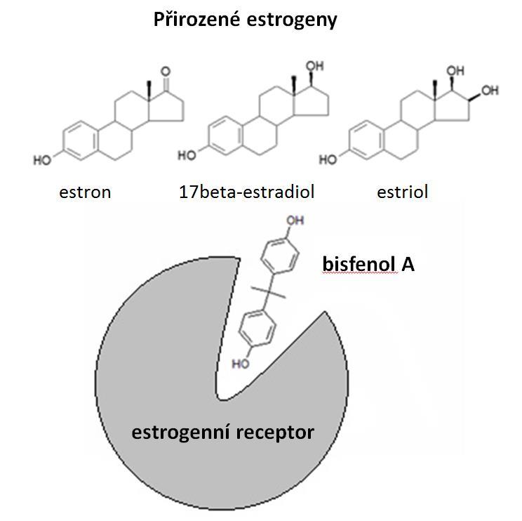 Endokrinní disruptory (ED) Estrogenní ED - mechanismus