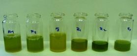 13 Enzymové změny v potravinách 14 Enzymové hnědnutí Enzym Reakce Výsledek Polyfenooxidasa, katalasa, peroxidasa Polygalakturonasa Oxidace fenolů a dalších oxidovatelných látek Hydrolýza glykosidické