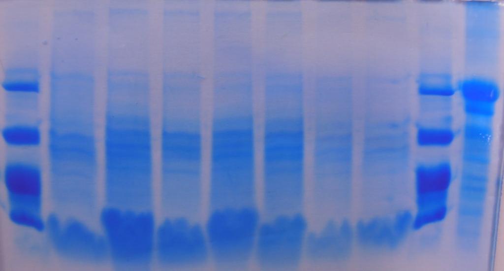 UTB ve Zlíně, Fakulta technologická 1. 51 Výsledky stanovení proteinového profilu zákysových kultur Obrázek 6 zobrazuje reprezentativní gel se sérií vzorků zákysů po 6hodinové inkubační době.