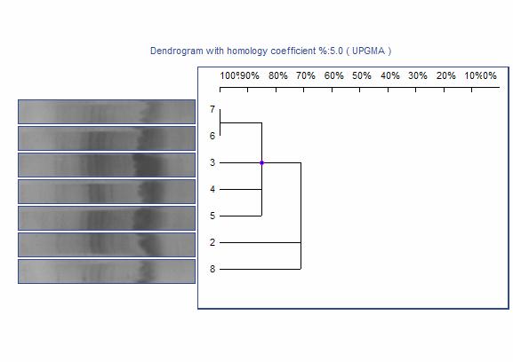 UTB ve Zlíně, Fakulta technologická 54 Obrázek 7: Dendrogram proteinového profilu zákysů po 6 hodinách inkubace: 2: CHN-19, 3: FLORA DANICA, 4: Delvo LL-50B DSL, 5: Delvo DX-33D DSL, 6: C352, 7: