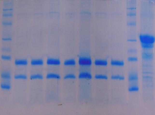 UTB ve Zlíně, Fakulta technologická 55 Na obrázku 8 (část A) je zobrazen reprezentativní gel se sérií vzorků zákysů po 24hodinové inkubační době.