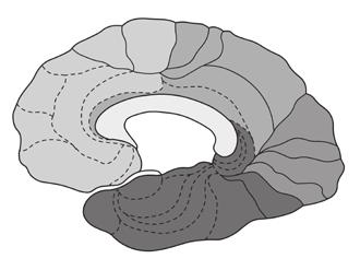 Kůra lidského mozku je po této stránce stejně individuální, jako jsou lidské otisky prstů. Z Brodmannovy mapy nadto neplyne rozsah korové plochy skrytý v rýhách mezi závity.