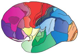 kůry lidského mozku jednotlivých