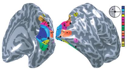 34 / lidský mozek mapy zrakového pole V1 V2 V3 hv4 V3a V3b V7 VO1 VO2 LO1 LO2 hmt IPS1 IPS2 hlip Obr. 2.4. Korové mapy zrakového pole.