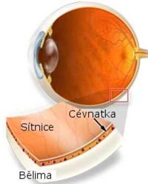 3.2.3 Cévnatka (choroidea) Cévnatka vyživuje vnější vrstvy sítnice, čípky a tyčinky. Cévnatka je nejsilnější v oblasti makuly, cca 0,22 mm a 0,08 mm široká je v oblasti ekvátoru.