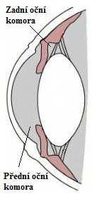 4.3 Přední oční komora (camera anterior oculi) Přední oční komoru ohraničuje zadní plocha rohovky, přední plocha duhovky a v místě zornice přední plocha čočky.