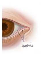 5.2 Spojivka (conjunctiva) Spojivka je průsvitná blanka, která pokrývá vnitřní stěnu víčka a přední stěnu oční koule. V místě okraji víček přechází ve víčkový okraj a ve víčkovou kůži.