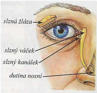 5.3 Slzné ústrojí Slzné ústrojí tvoří slzná žláza (gladula lacrimalis) a odvodné cesty. Slzný aparát udržuje spojivku a rohovku ve vlhkém stavu a odstraňuje drobné cizí částice.