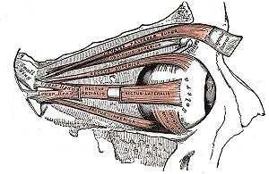 5.4 Okohybné svaly Všechny okohybné svaly začínají v hrotu očnice, kromě dolního šikmého svalu a zvedače horního víčka, který nepatří mezi okohybné svaly.