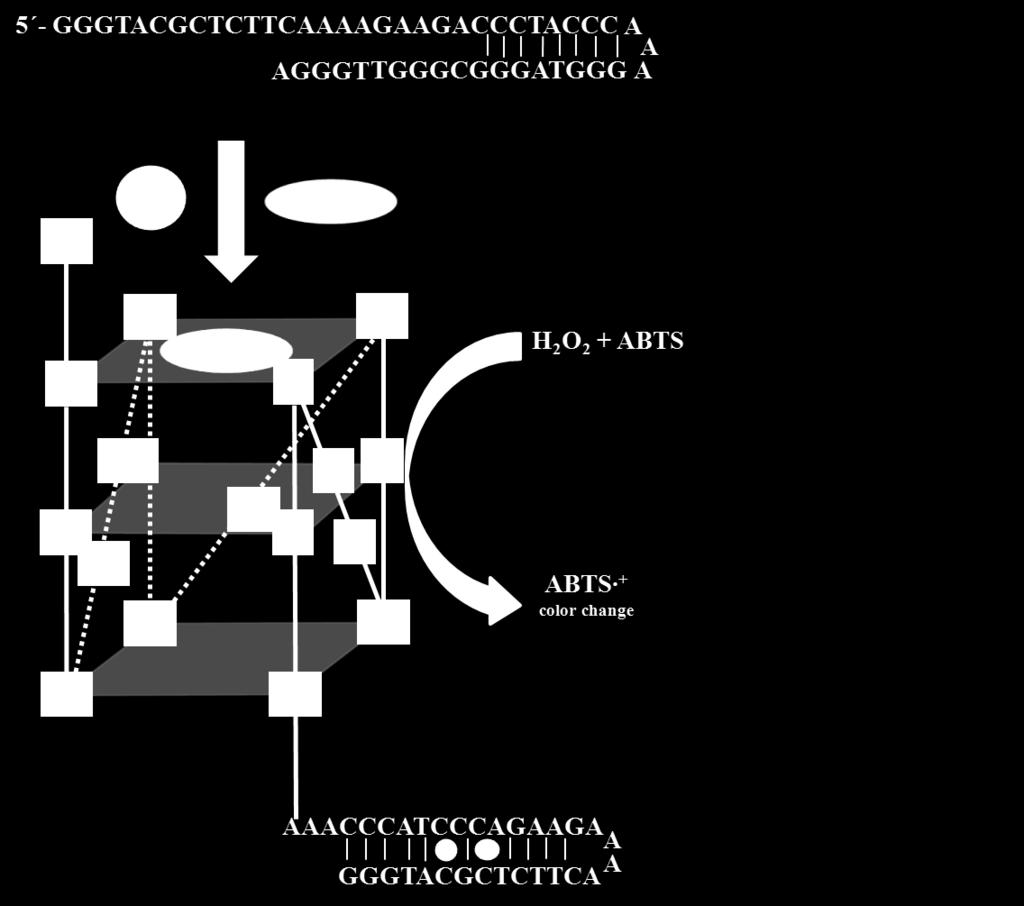 Detekce Ag + G-kvadruplex v komplexu s heminem Detekce Ag + podle Zhou et al.