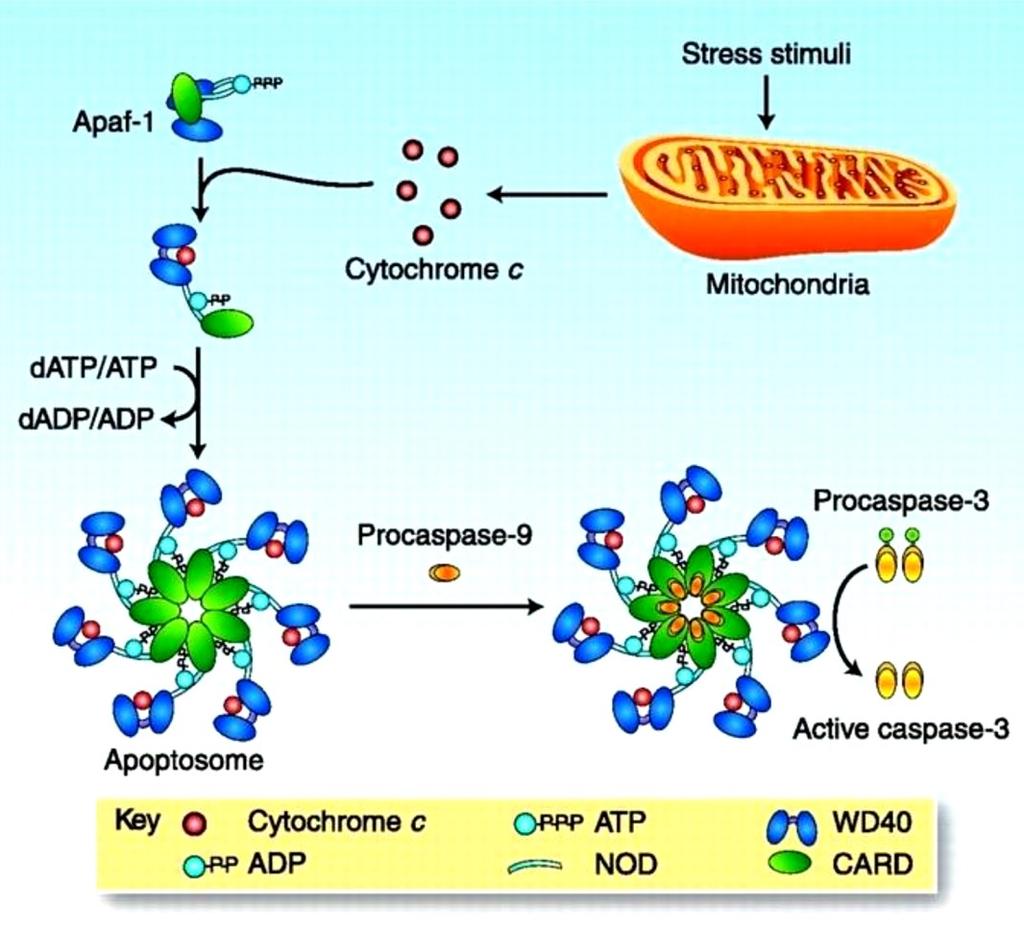 fosfatidylserinu ( eat me signál) na vnější stranu cytoplazmatické membrány apoptotických buněk.