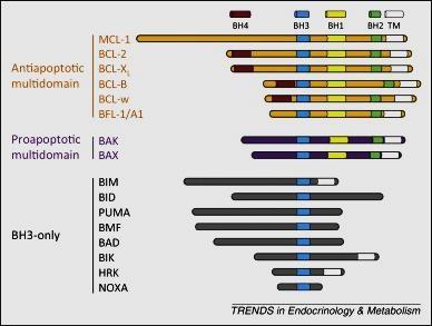 identifikovány v souvislosti s lymfomem B-buněk. Exprese těchto genů je pravděpodobně regulována proteinem p53.