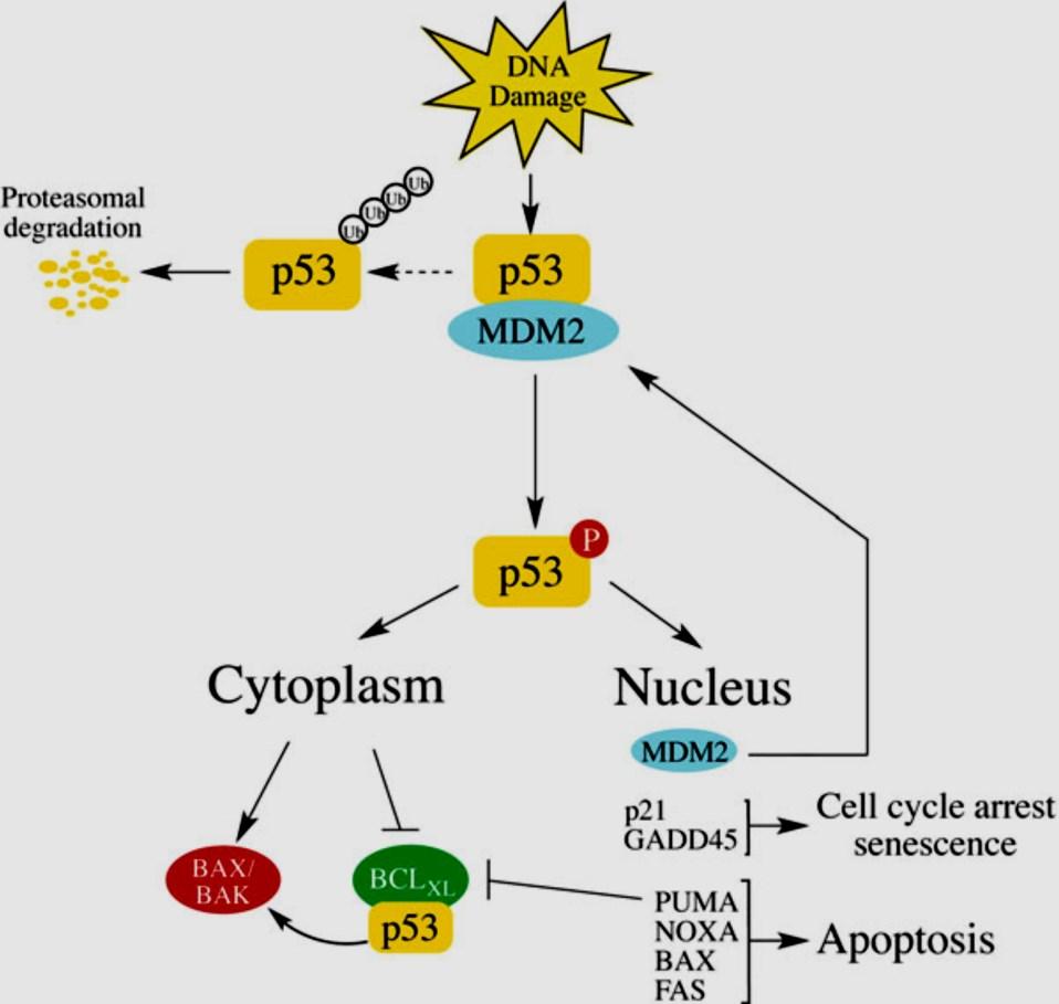 Protein p53 taky transkripčně reguluje expresi dalších genů účastících se procesu apoptózy např. pro Apaf-1, Fas (Nakajima a Tanaka 2007).