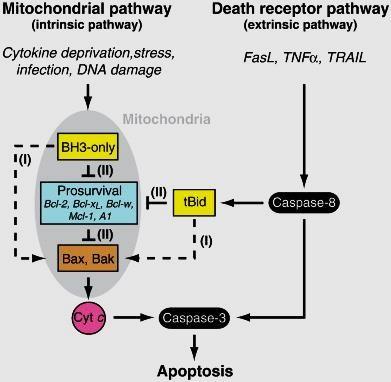 typu potřebují ke spuštění plné apoptózy i signály z vnitřní mitochondriální dráhy, protože obsah FADD a kaspázy-8 v jejich DISC komplexech není dostatečný ke spuštění apoptózy.