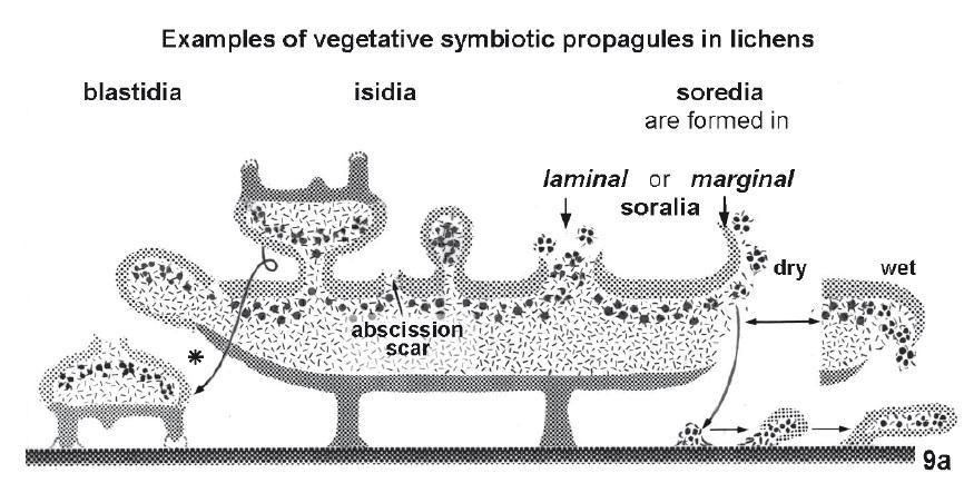 Obr. č. 1: Typy vegetativního rozmnožování lišejníku (Honegger 2009). 1.1 Fotobionti lišejníků Záznam o výskytu zelených řas či sinic ve stélce lišejníku v útvarech zvaných gonidia zaznamenal jako první švýcarský botanik Simon Schwendener (1867).