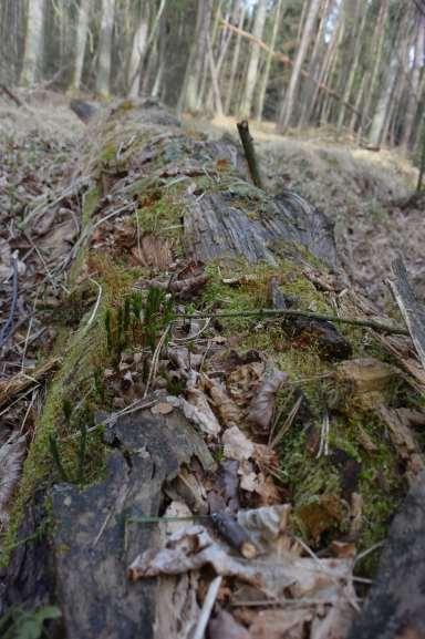 Práce s "přestárlými stromy" a dřevem odumřelých stromů V hospodářských lesích je obvykle ponechávána pouze malá část dřevní hmoty stromů