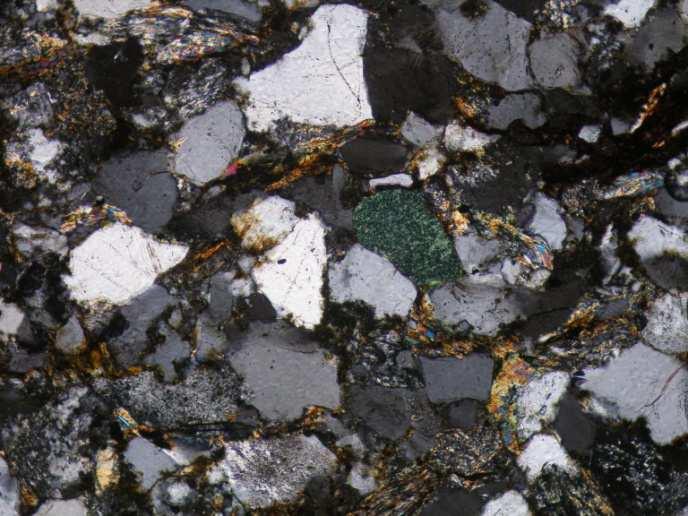 organické hmoty. Obsahují četné amonity, jejichž bohaté nálezy byly spojeny s těžbou pelosideritů pro rozvíjející se hutnictví na Ostravsku.