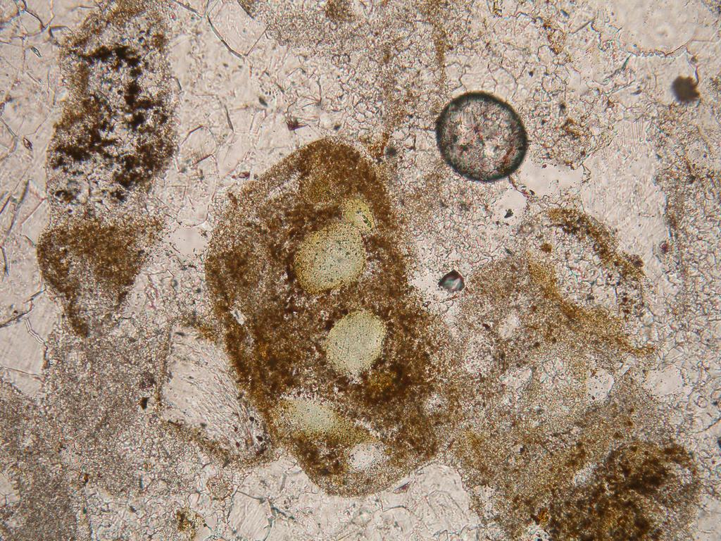 kopřivnického vápence. Na tvorbě útesového komplexu se podíleli krabi, řasy a sinice. Četní jsou brachiopodi, ježovky, gastropodi a stratigraficky významní ammoniti a kalpionely.