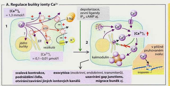 Vápník extracelulární iont, nositel signálů Mechanismy udržující