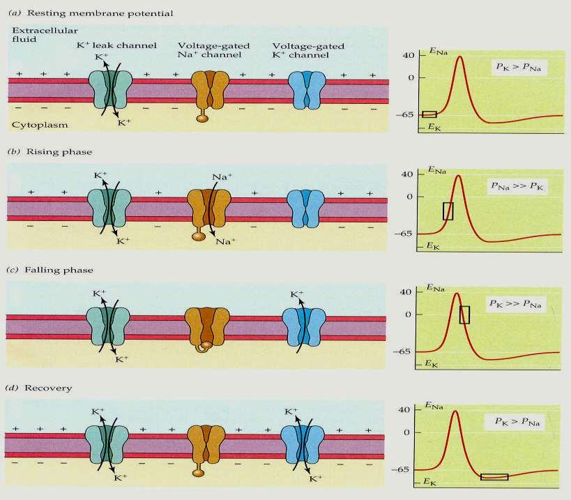 Mechanismus vzniku: