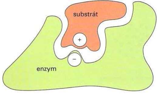 Vazba proteinu (enzymu) k jiné molekule je