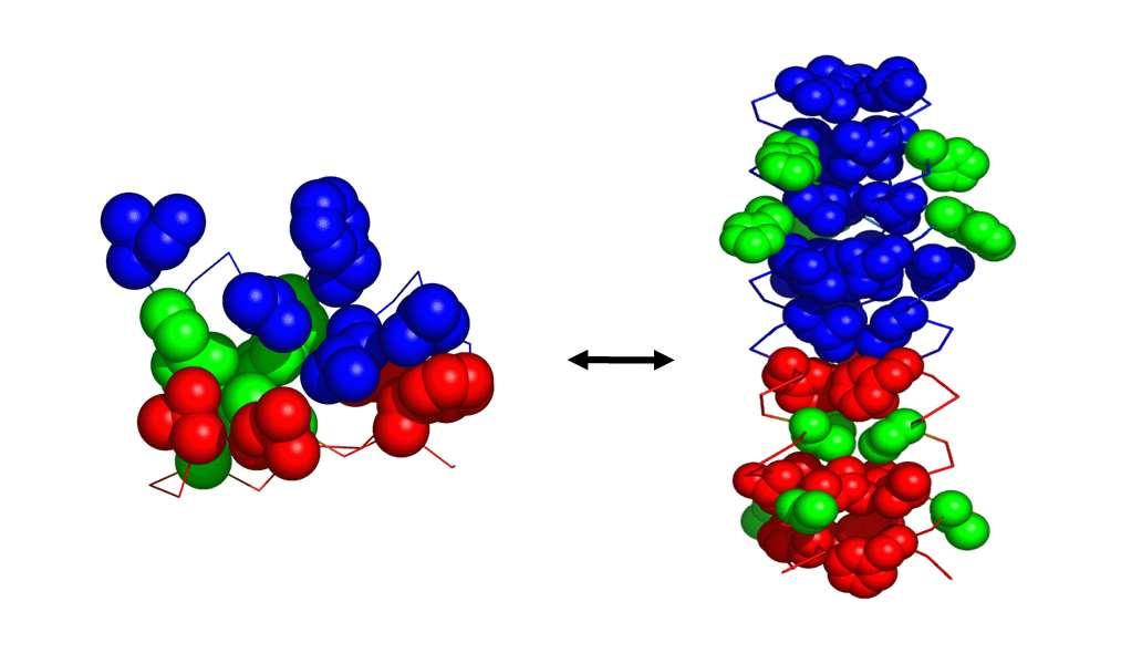 Díky slabým vazbám je možné překlápění alosterické struktury po aktivaci Po vazbě ligandu na receptorové místo Změnou