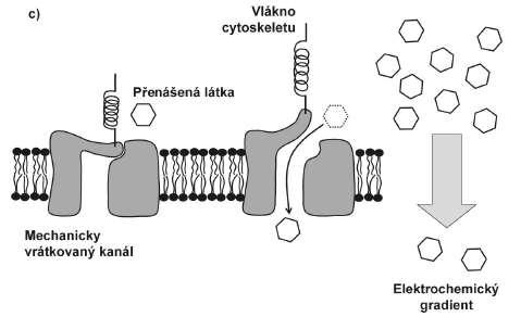 Pasívní Kanály mohou regulovat pasivní transport.