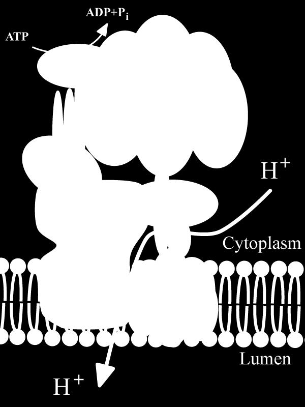 Například ATP- H+ pumpa (protonová) Žaludek, lyzozóm, ledvinný tubulus
