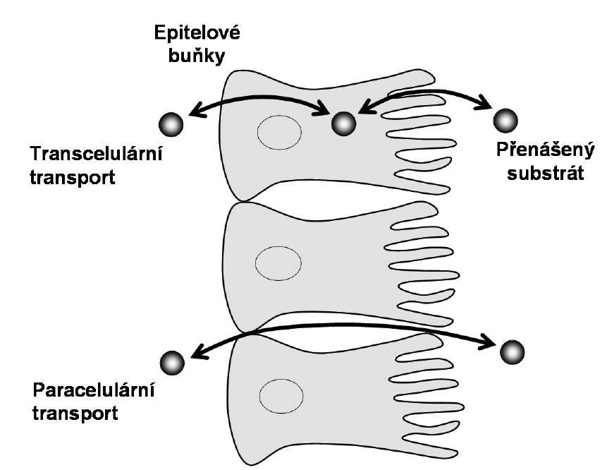 Paracelulární transport určuje děravost epitelu Těsný