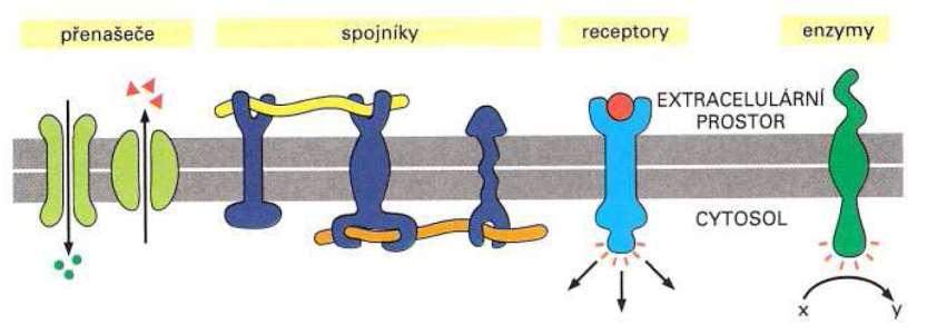 Funkce membránových bílkovin přenos látek, signálů,