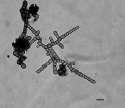 Friedmanniomyces Onofri 1999 Friedmanniomyces endolithicus (1)