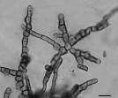 Cryomyces Selbmann, de Hoog, Mazzaglia, Friedmann & Onofri 2005