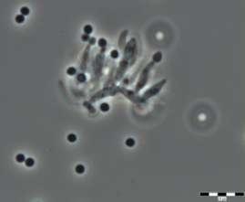 Fungi, anamorfní (mitosporní) houby W. Gams, P.J. Fisher & J.