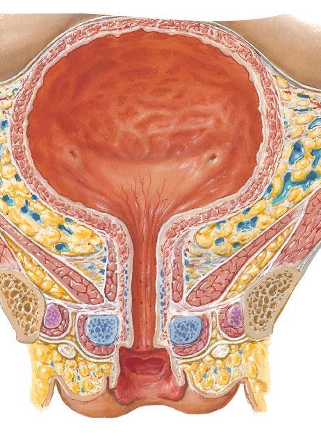 Anatomie a základní pojmy