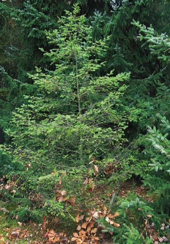 6 3 7 a to jak u domácích druhů, jako je borovice lesní (Pinus sylvestris) nebo b. kleč (P. mugo), tak u druhů introdukovaných do ČR, např. u b. černé (P. nigra), b. těžké (P. ponderosa), b.