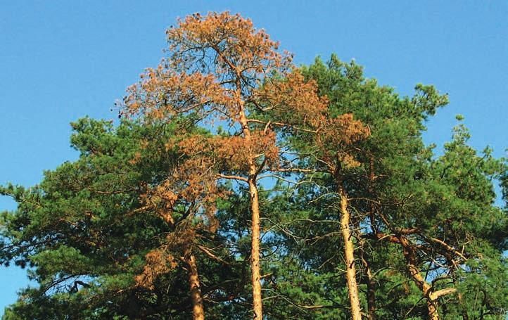 skotské sypavky douglasky Rhabdocline pseudotsugae narůstají na rubu jehlice douglasky tisolisté (Pseudotsuga menziesii).