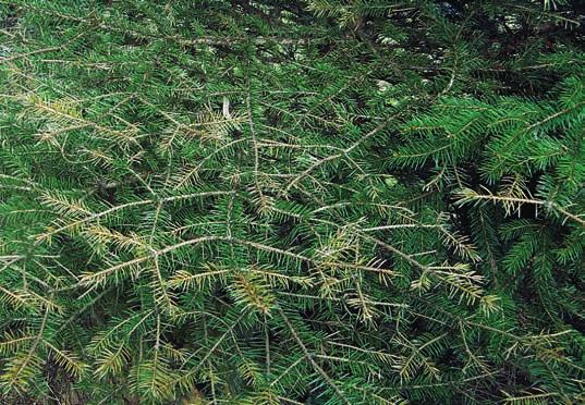 16) anamorfy Megalosep - toria mirabilis s niťovitými, průhlednými nebo mírně nahnědlými konidiemi, které mají četné přehrádky (obr. 17).