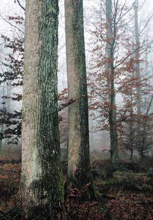 Jakupèiæ istièe zadovoljstvo postignutom sortimentnom strukturom u oblome drvetu gdje je ostvareni prebaèaji kod furnirskih trupaca lužnjaka, kitnjaka i bukve.