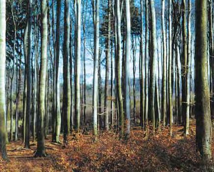 EUROPSKA ISKUSTVA Kako je organizirano šumarstvo u Republici Èeškoj U želji da naše èitatelje obavijestimo o iskustvima drugih europskih zemalja u restrukturiranju šumarstva, posebice novonastalih