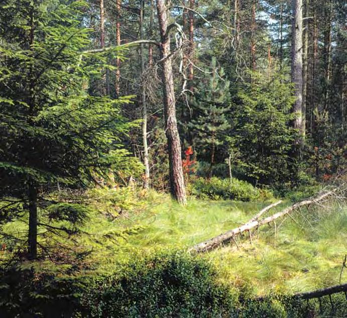 EUROPSKA ISKUSTVA Tih pet šumarija organizirane su na isti naèin kao što je bilo organizirano i sedam šumskih gospodarstava prije demokratskih promjena, a to znaèi da obavljaju sve poslove u