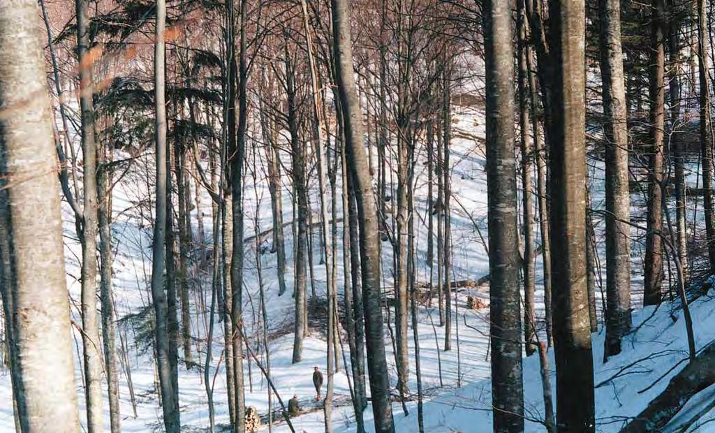 HRVATSKE ŠUME I DRVOPRERAÐIVAÈI Nepotrebna buka oko sirovine Burni dogaðaji izazvani nesporazumima u vezi s isporukom sirovine malim pilanarima na podruèju Primorsko-goranske županije krajem prošle