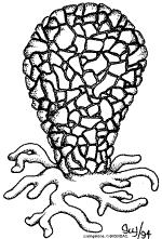 Druhým nejrozšířenějším rodem je rod rozlitka (Difflugia), kde všichni jednotliví zástupci vytvářejí hruškovité schránky, které jsou na jejich povrchu polepeny různými cizorodými tělísky, nejhojněji